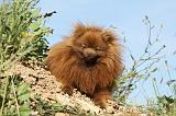 SPITZ ALLEMAND 428